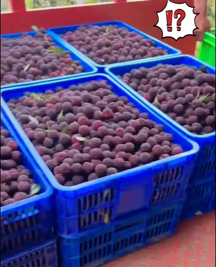 一句不实传言，直接拖累整片产区杨梅滞销，底层果农的委屈真没人能体会。刚传出杨梅浸