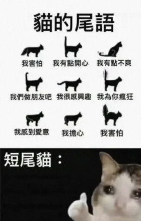 小猫的尾语