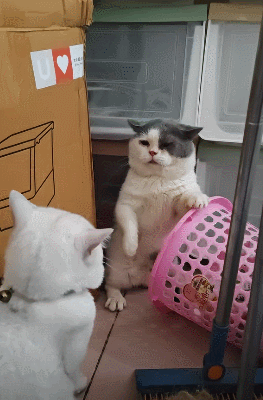 三只脚落地一只脚打架这就是所谓的三脚猫功夫