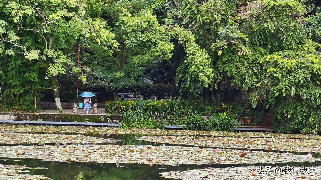 “白海豚”这台风可算放过南京了，连着下了好几天雨，人都快憋疯了。出门到处湿漉漉的