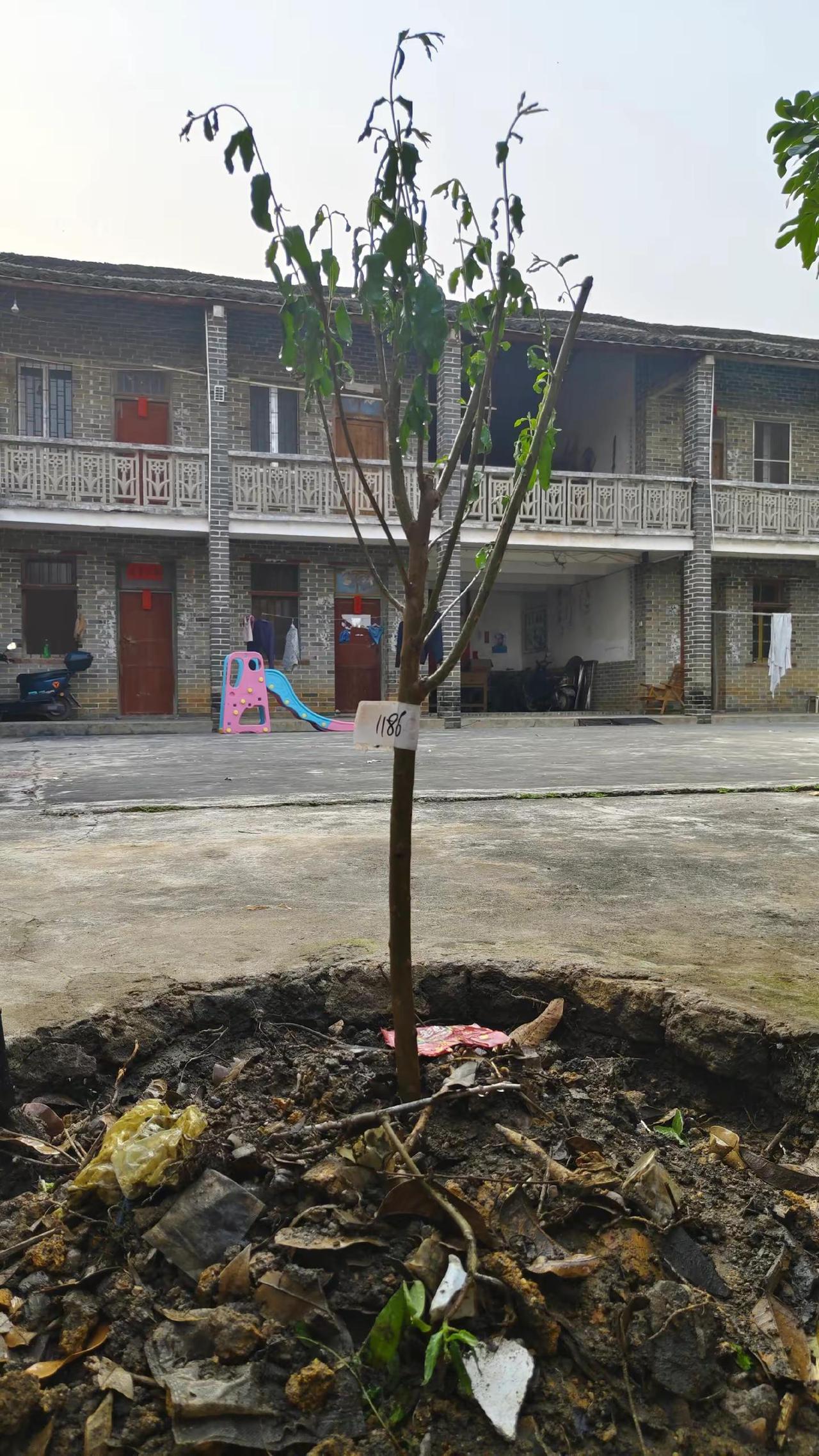 老板货收到了。各位帮我看看这个是我直播间买的树吗🥺电商卖树根苗直播选树植