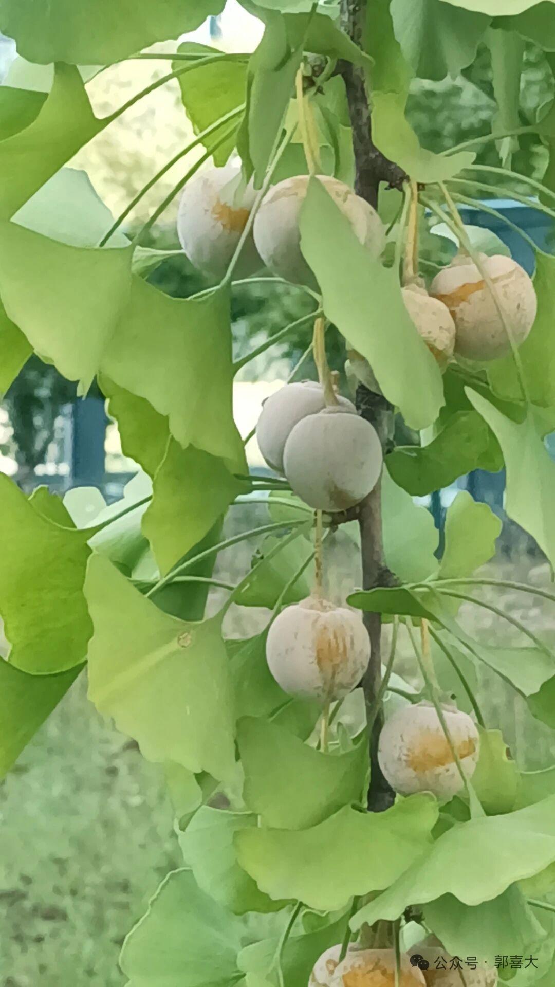 枝头的银杏果还泛着青白，圆润的果实裹着淡黄的外皮，在扇形绿叶的掩映下悄然生长，每