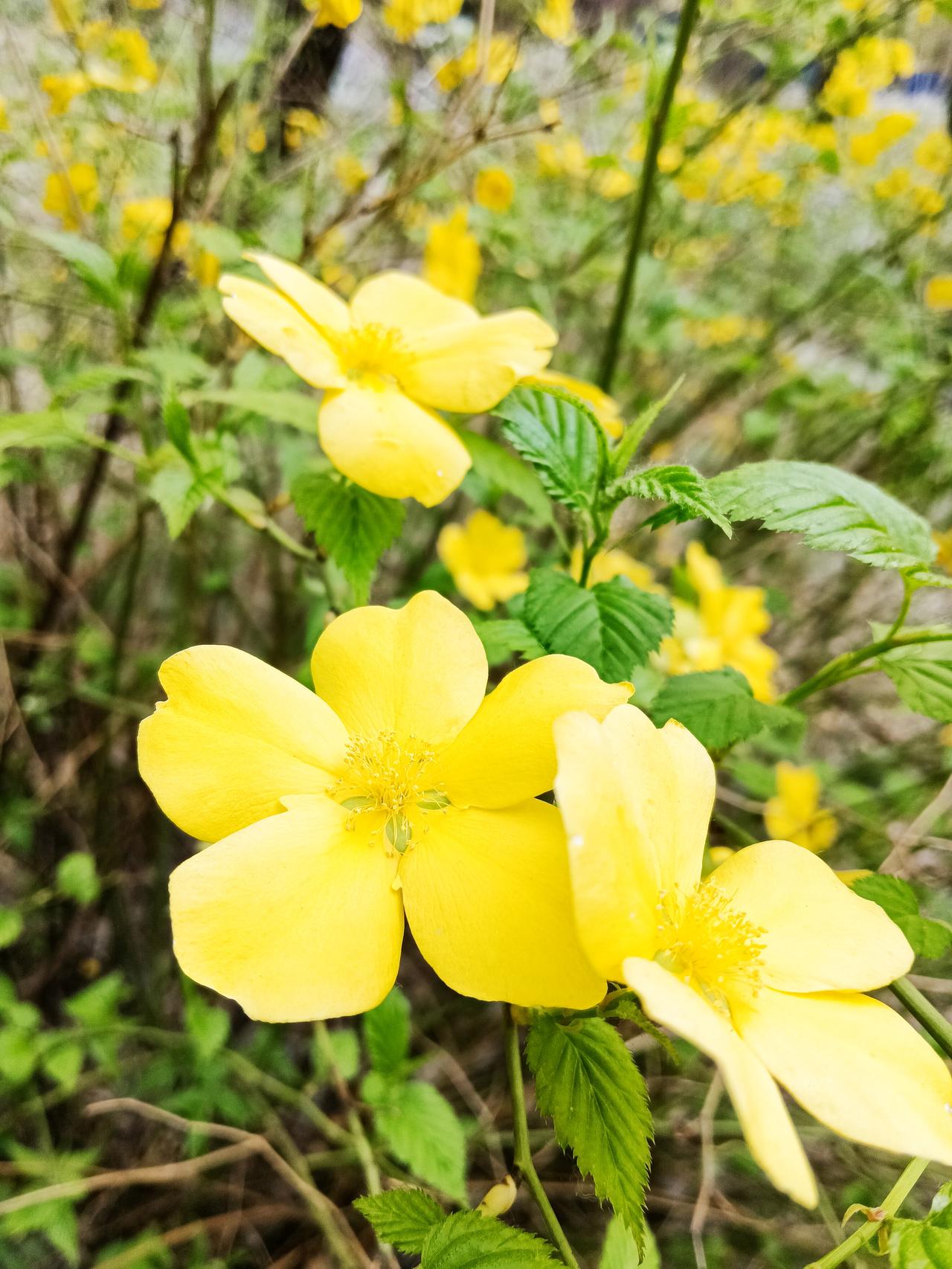 我爱春天，不仅因为它让万物复苏，更因为春日绽放的花朵，自带治愈人心的力量。春