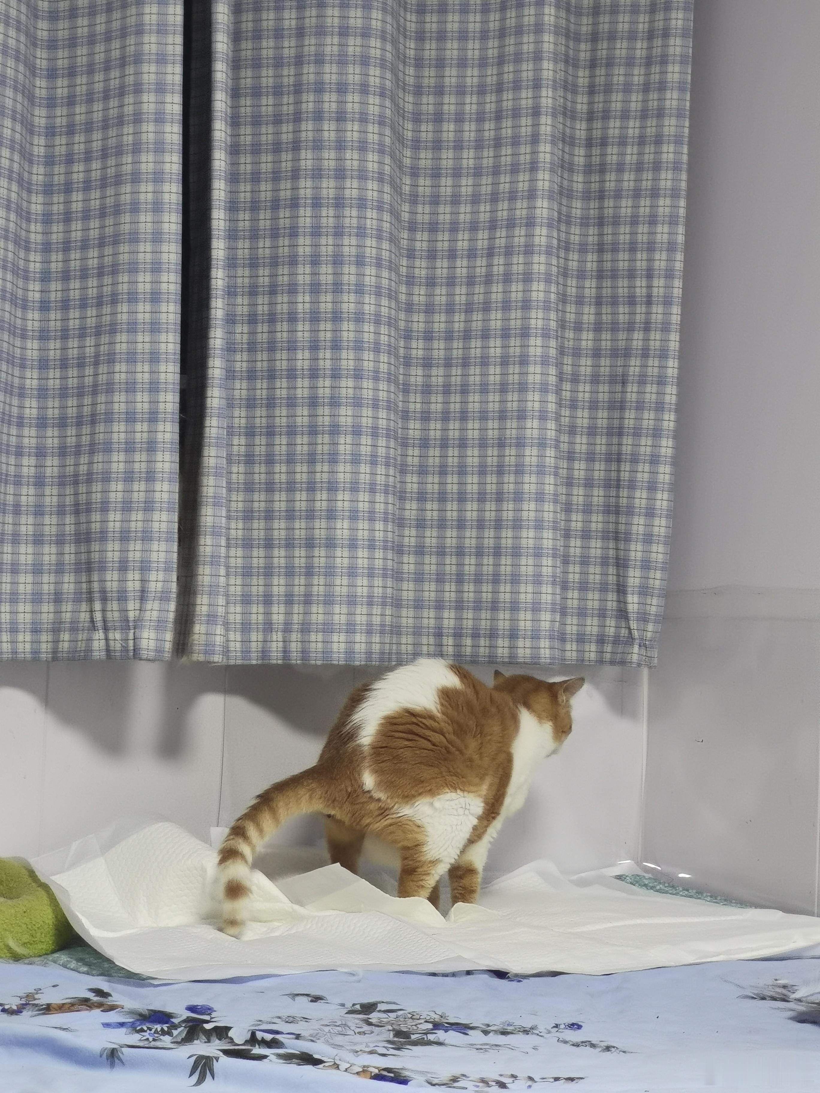 一姐，呼噜婶，嘀嗒都成了炕吃炕拉的主超级怕人的猫得了口炎，拔牙又复发，怎么能实现