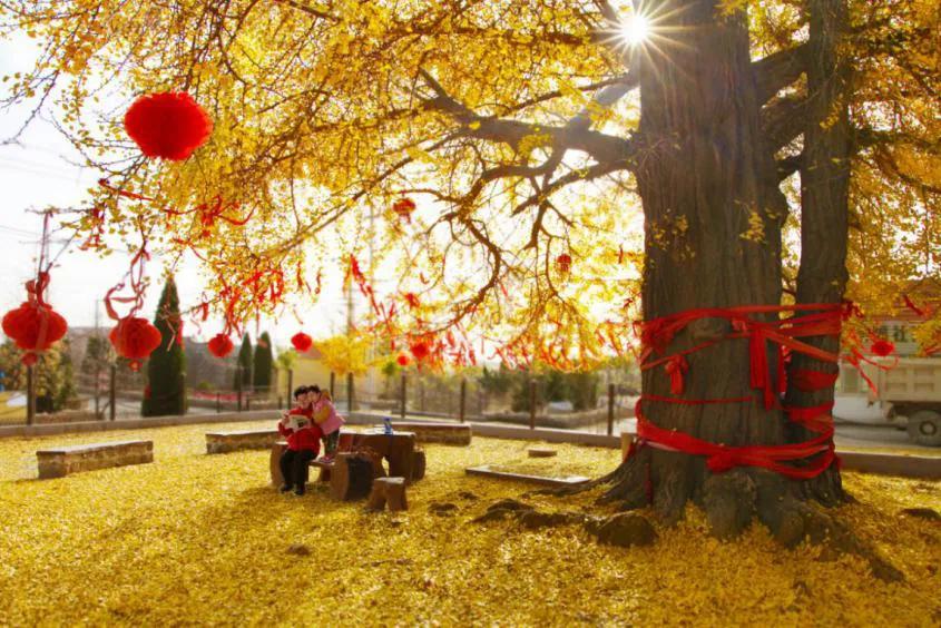 初冬时节，山东省荣成市宁津镇渠隔村的村头，屹立着一棵千年古树——银杏树。