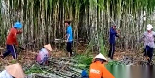 一个越南工人，在广西的甘蔗地里，身价是多少？故事的开头，是50块钱一天。那时