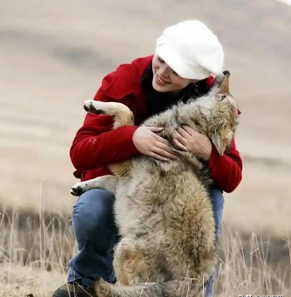 我亲手放走了我养大的狼。十年了，这个决定是对是错，我到现在还在问自己。那年我