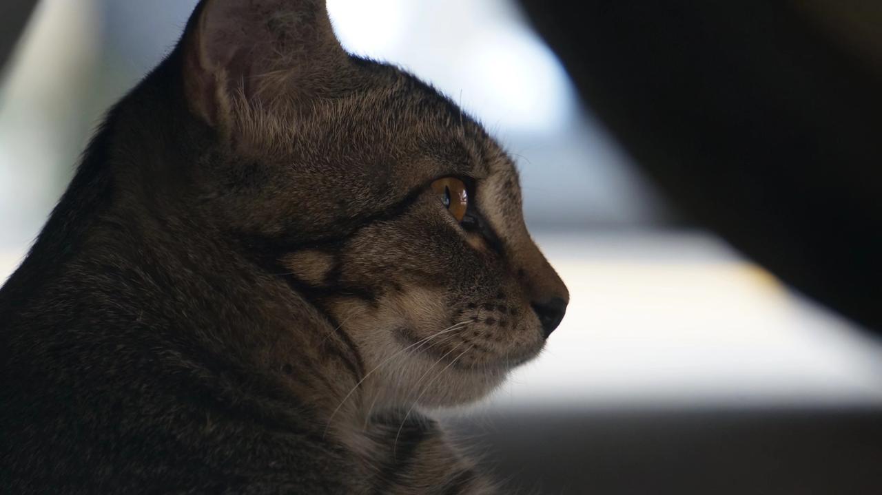 狸花猫是中国的特有品种吗？狸花猫的英文名相当霸气——DragonLi（龙狸？