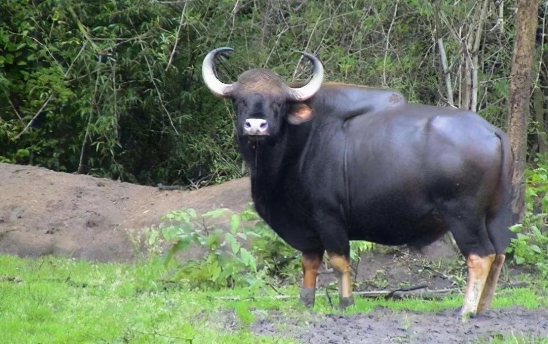 据媒体报道，云南普洱一村民大姐放牛时发现自家牛群里不知啥时候多了一头小牛犊，驱赶