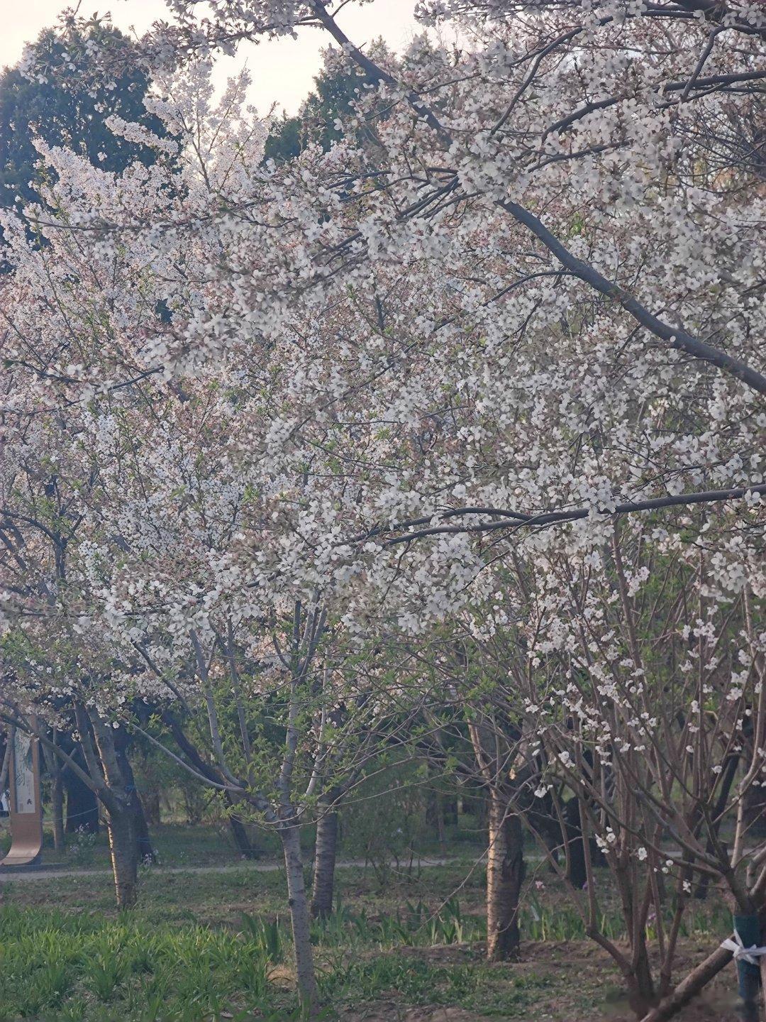 国家植物园春色北京醉美春日摄影