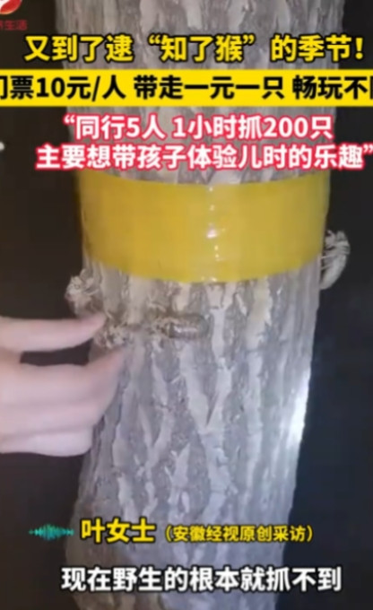 “简直就是捡钱啊！”2025年6月，江苏徐州，一老板为了赚钱，开放自家“知了猴”