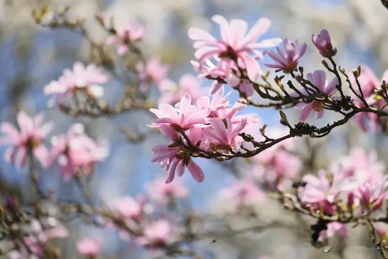 木兰花慢作者：张镃甲寅三月中澣，邀楼大防、陈君举中书两舍人，黄文叔侍制、彭子