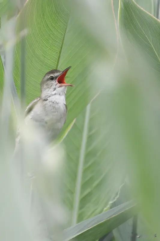 下联：青山隐鸟鸣。青山对绿水，隐对浮，鸟鸣对蛙叫，对仗工整好对联。