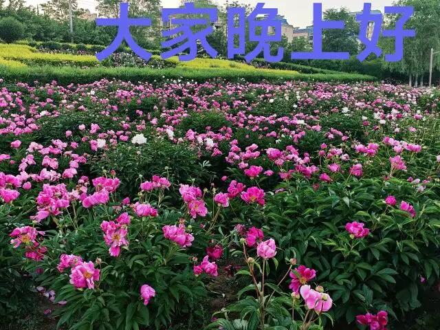 性的重要性（之二）——————对女人来讲，正常的性生活不仅可以调节内分泌，还