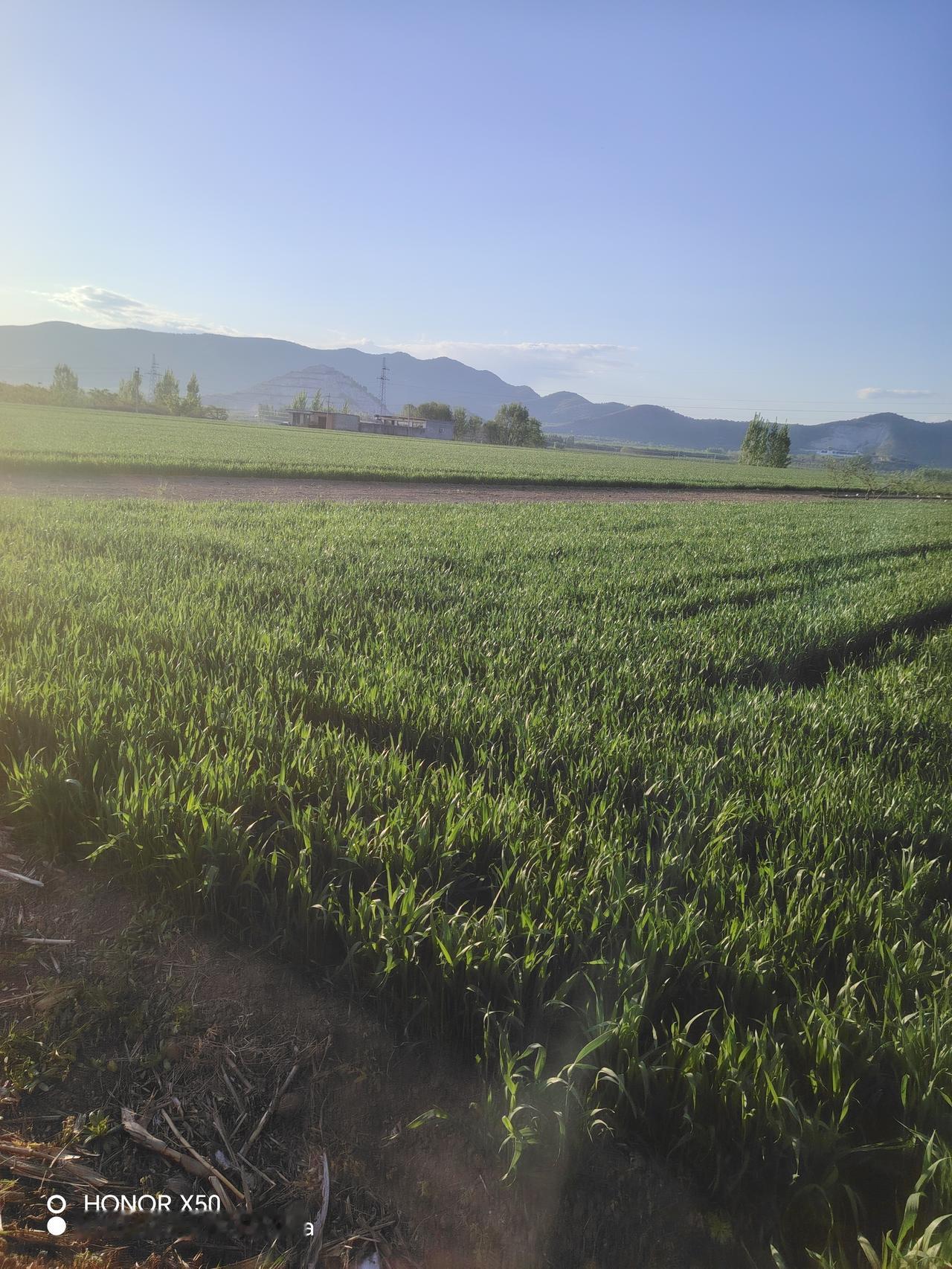 春日生活打卡季绿意盎然的田野，生机勃勃的春日景象。