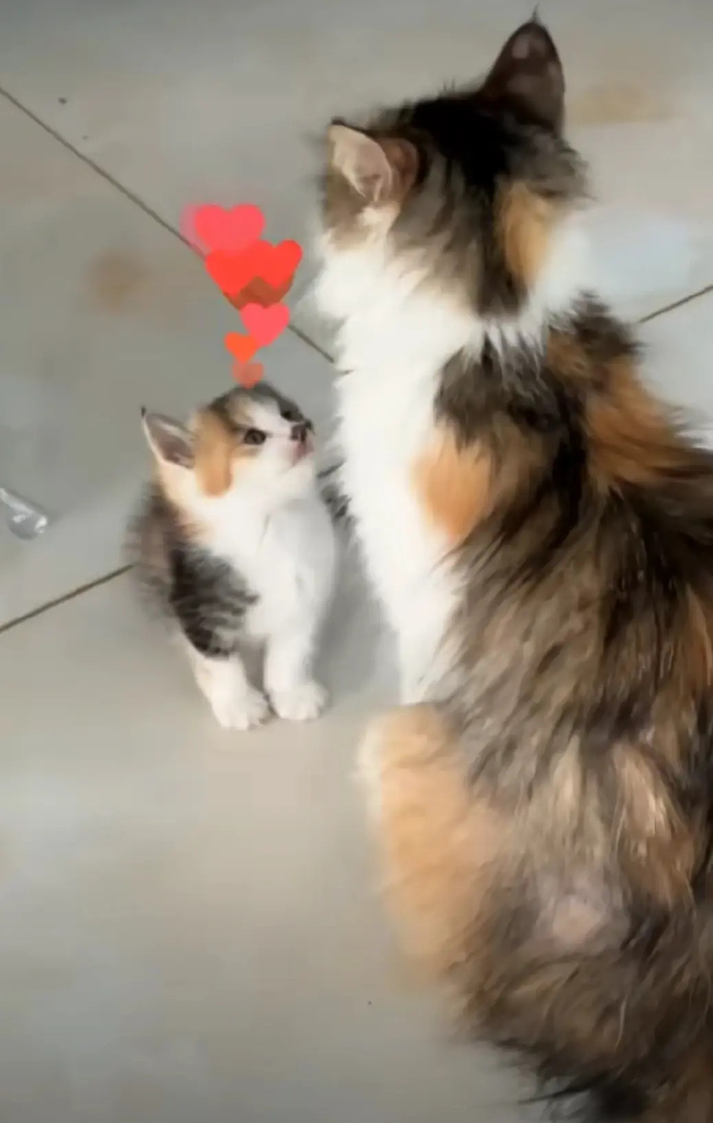 它一定很爱它的妈妈满眼都是猫妈妈的小三花！