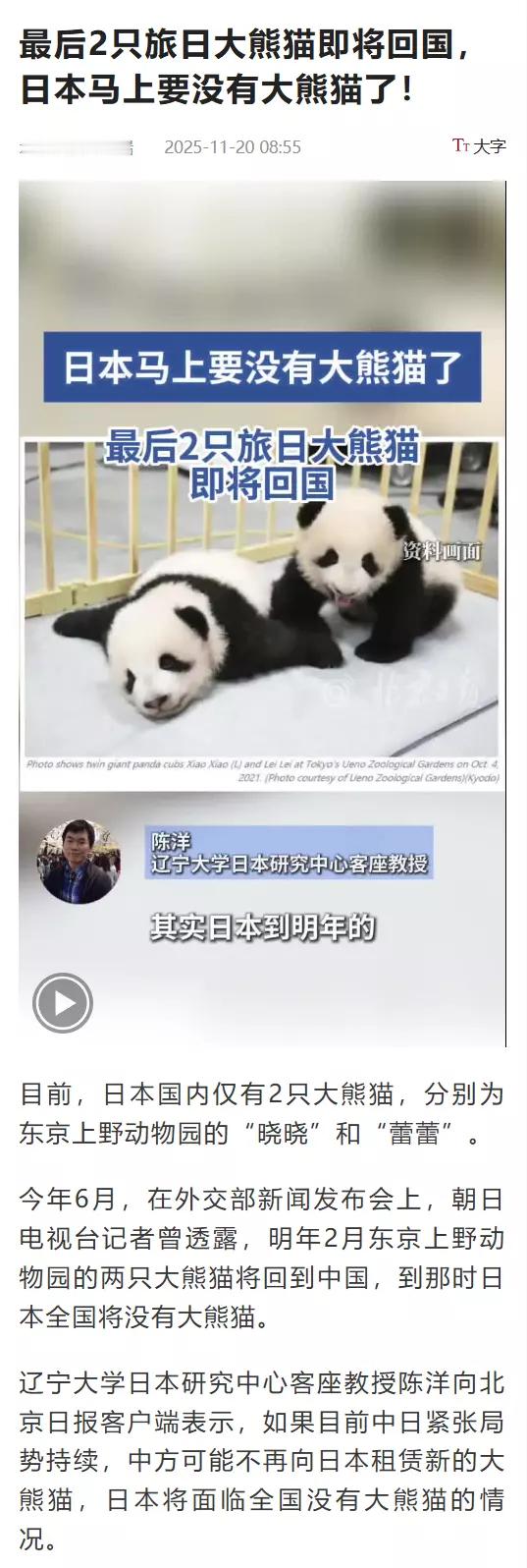 没关系，没大熊猫你们还有熊！去和熊玩儿去吧