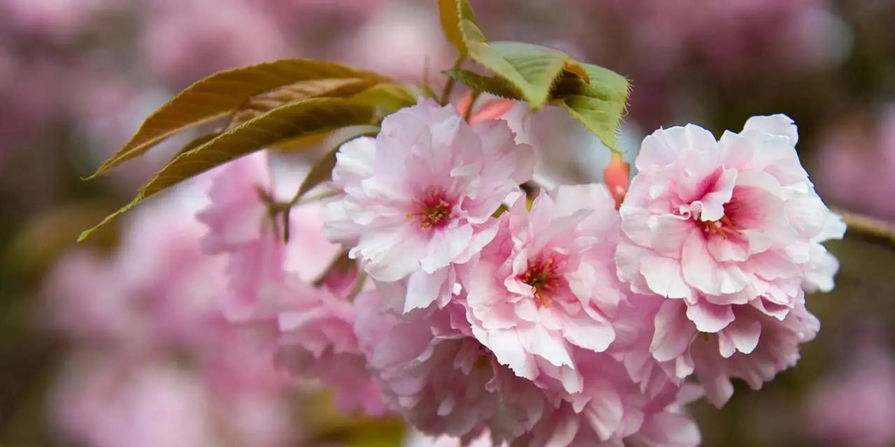 明天，属虎的你可得睁大眼睛了！12月10日这天，运势像开了挂似的，两大贵人悄然现