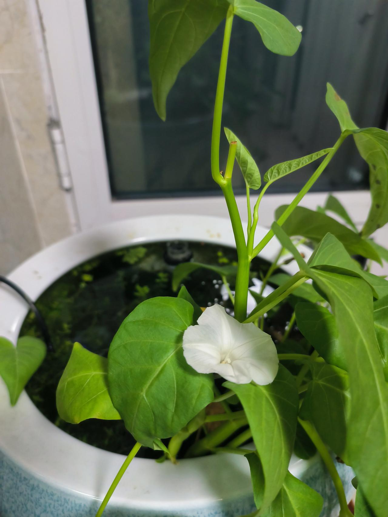 阳台上有一个鱼缸，秋天的时候从院子里采了一把空心菜放在里面，没有想到空心菜的生存