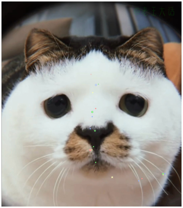 好有特色的猫海豹