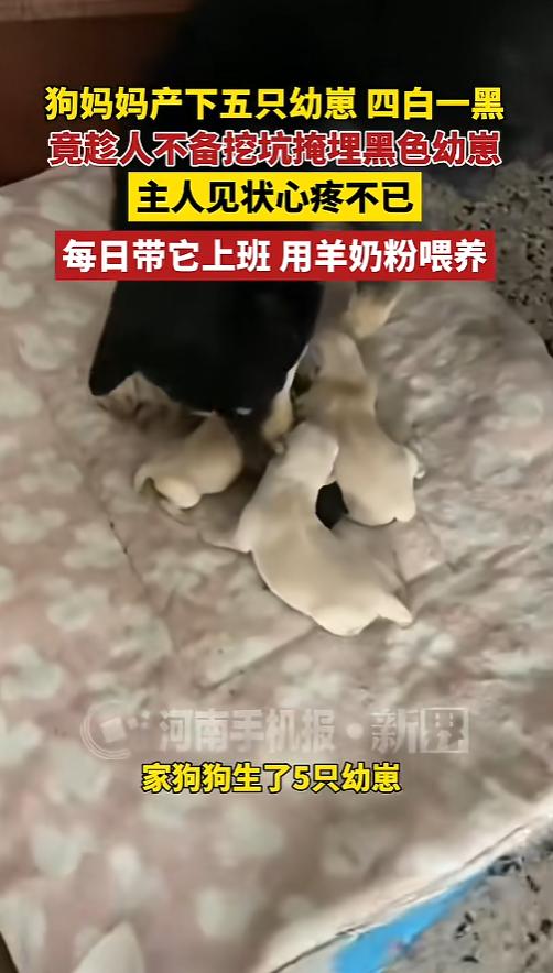 “唯一像自己的给埋了！”8月8日报道，广东佛山，一女子家中黑狗生下了五只幼崽，四