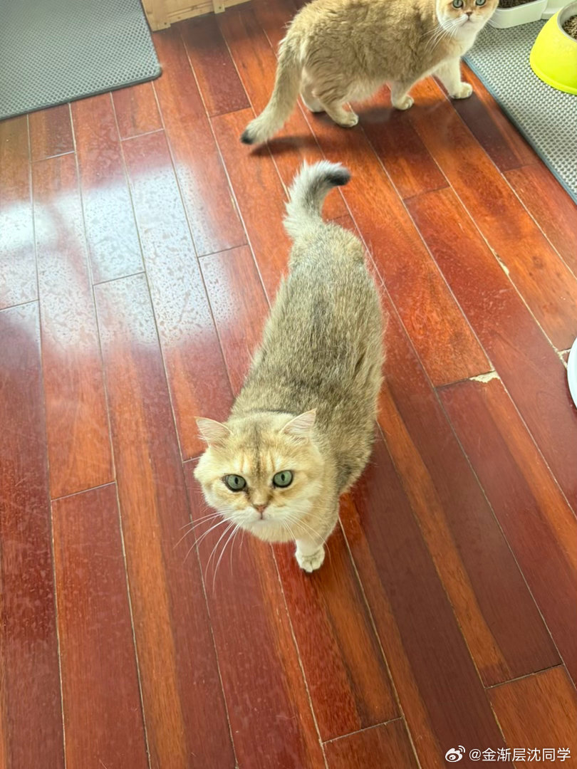 打扫一下午萌宠猫咪
