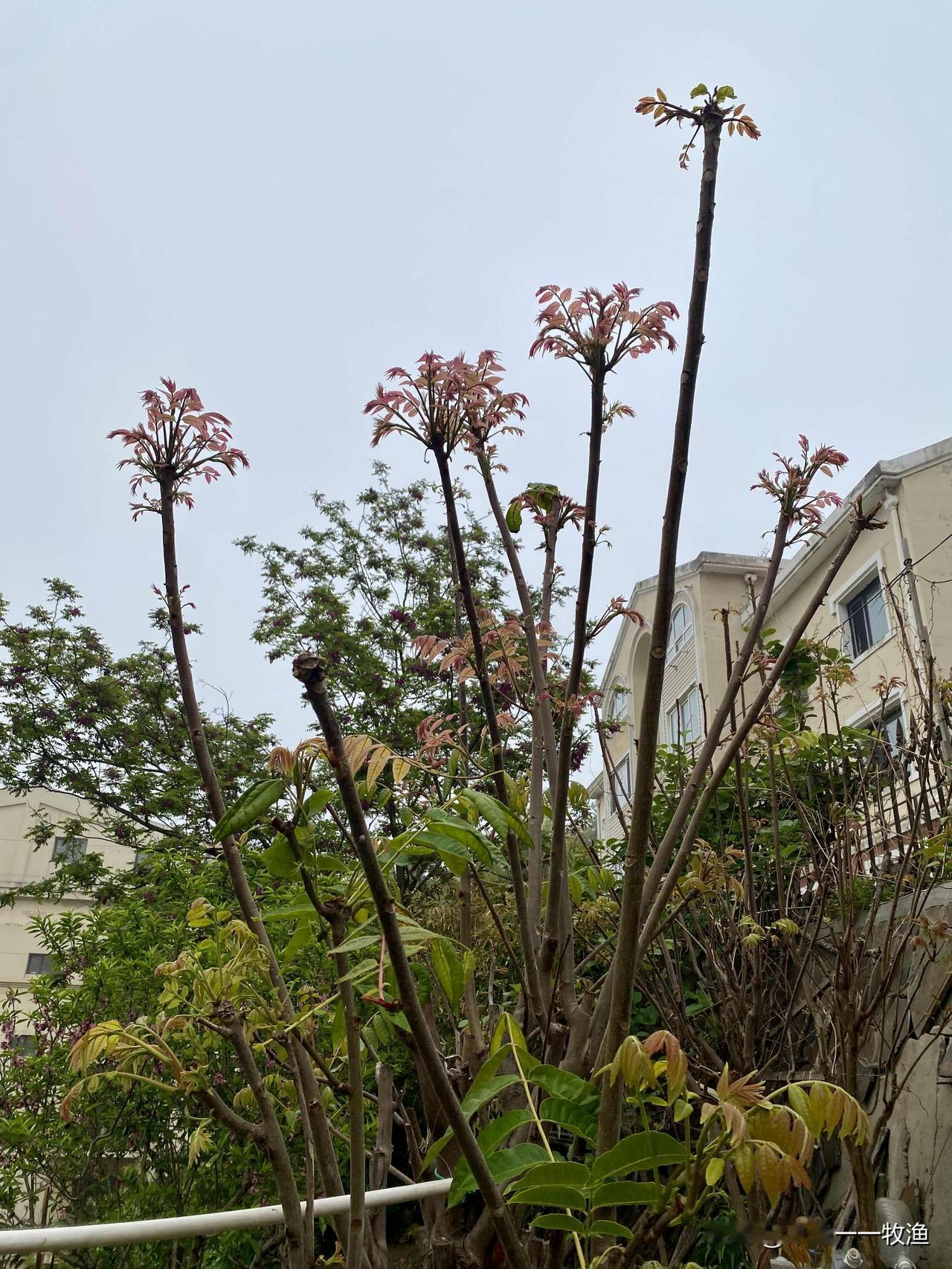 今天采摘了最后一茬大连大地香椿我家种有好几棵香椿树，一年可以采摘两茬。
