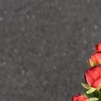 0000巧克力泡泡玫瑰种植1、土壤选择疏松透气、排水良好的微酸性土壤，可掺入适量