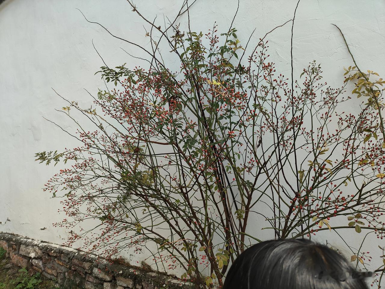 今年的车险预算5988元，天！太多了！只是个纯电车，而且也不是啥名牌车，我托朋友