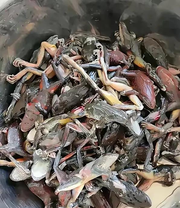 乡下抓的，怎么做才好吃？