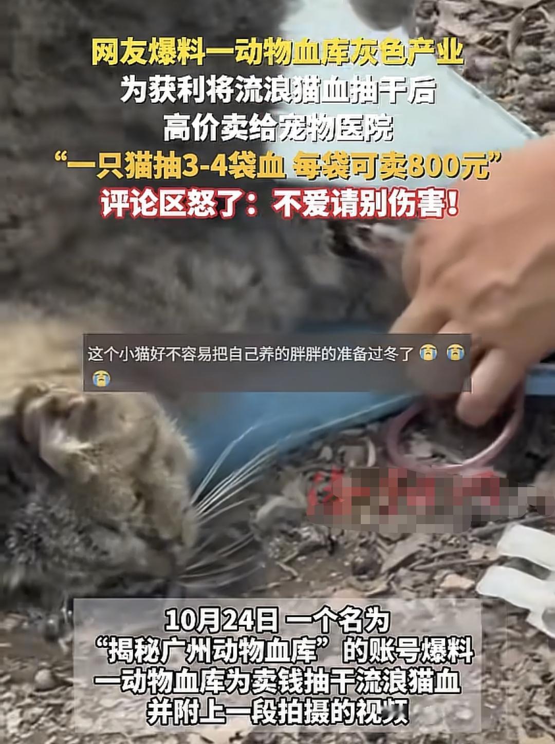 广州某医院活抽猫血卖钱，一只猫可帮助他们盈利大概2400元以上这一举止被网友揭