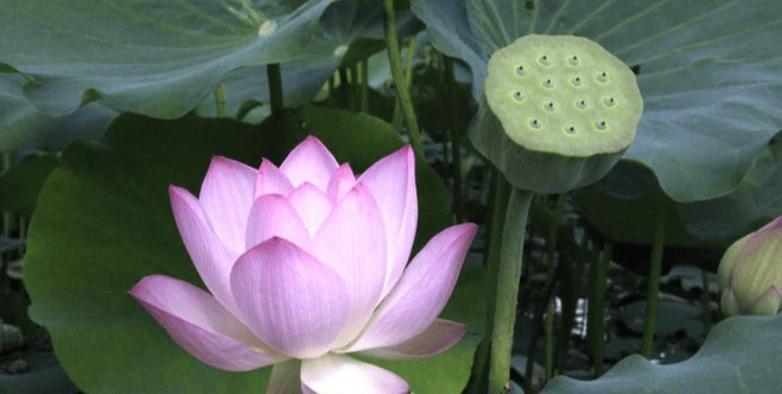 进入8月份，鸿运当头，4属相运势上涨，事业进步，生活更美好属相猴属猴人聪明机