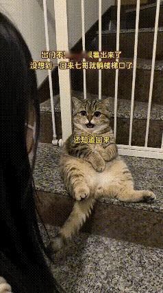 主人出门走得急，压根没发现胖狸花猫偷偷跟了出来。门一关，好了，猫直接被锁门外，成