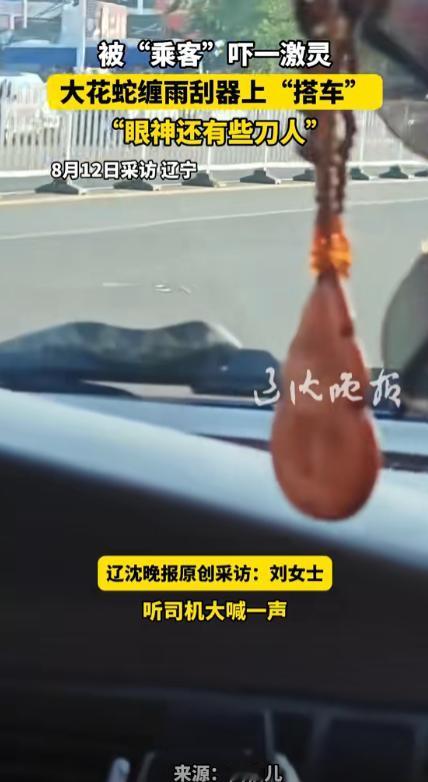 “太吓人了！”8月11日，辽宁丹东，一女子坐车时，发现雨刮器上缠着什么东西，她以
