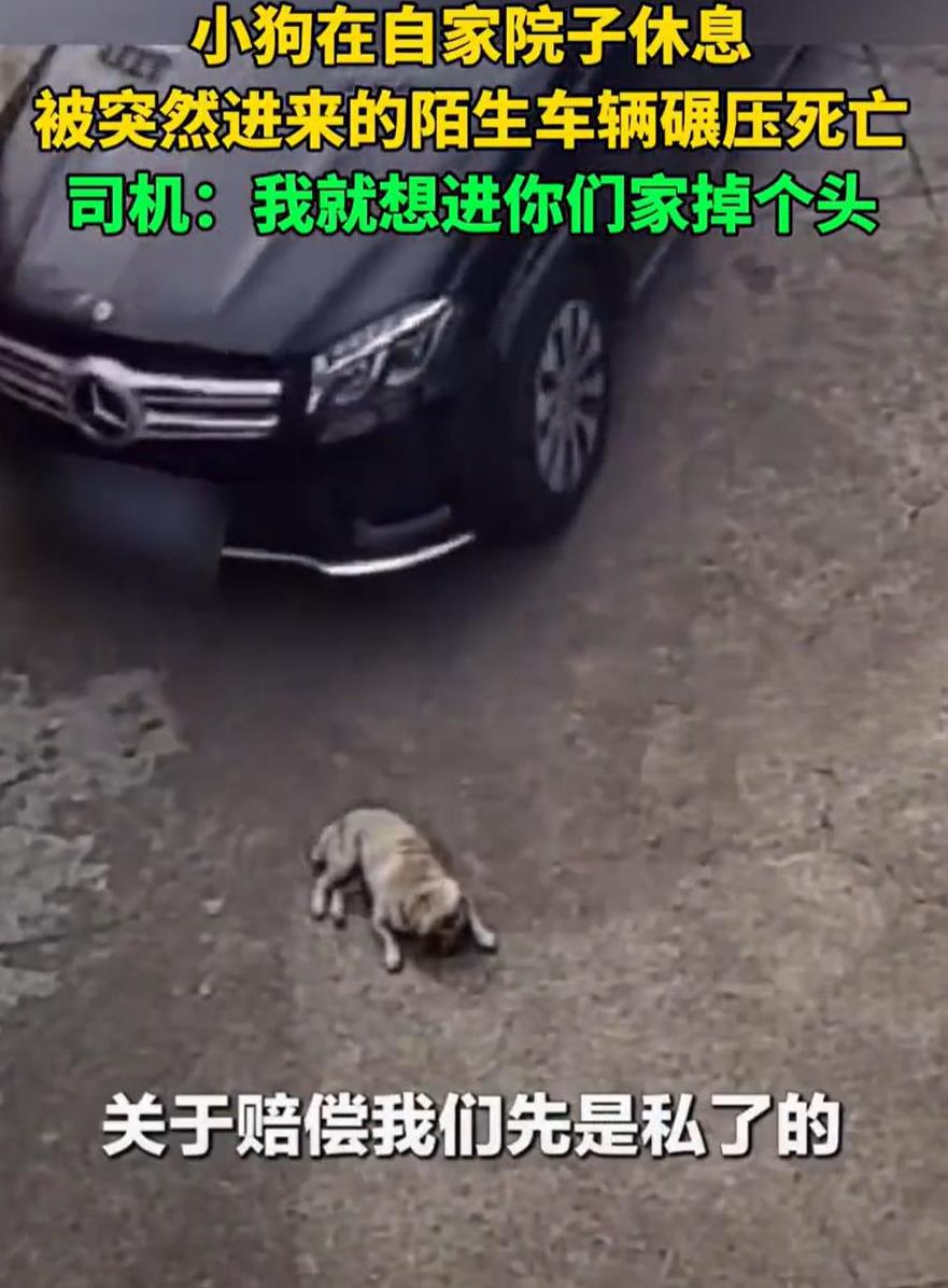 “这就不是钱的事！”浙江湖州，一小狗在自己院里趴着休息时，突然被一辆闯入的陌生奔