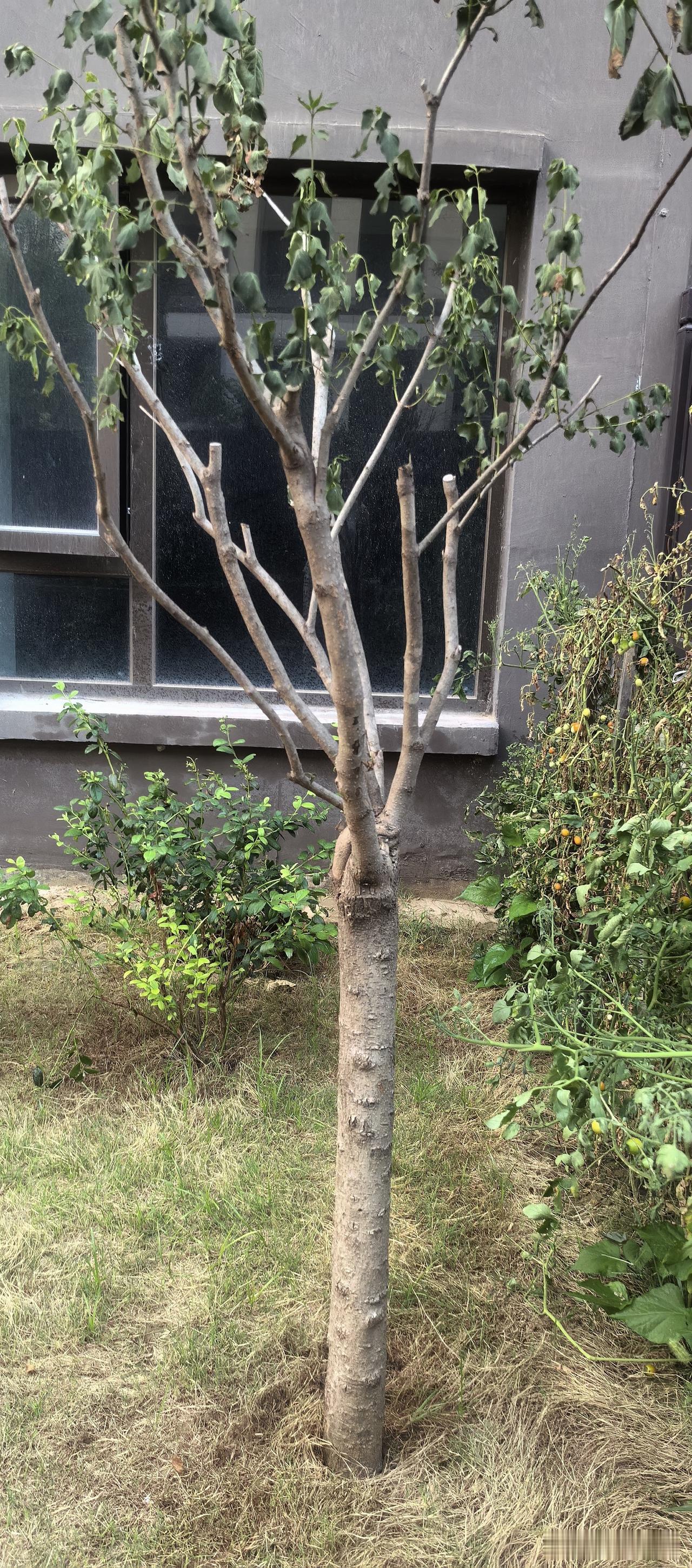 孩子他爹看着枯死的紫丁香，幸灾乐祸地说：“你不鬼了吧，叫你种葫芦你不种，一大把年