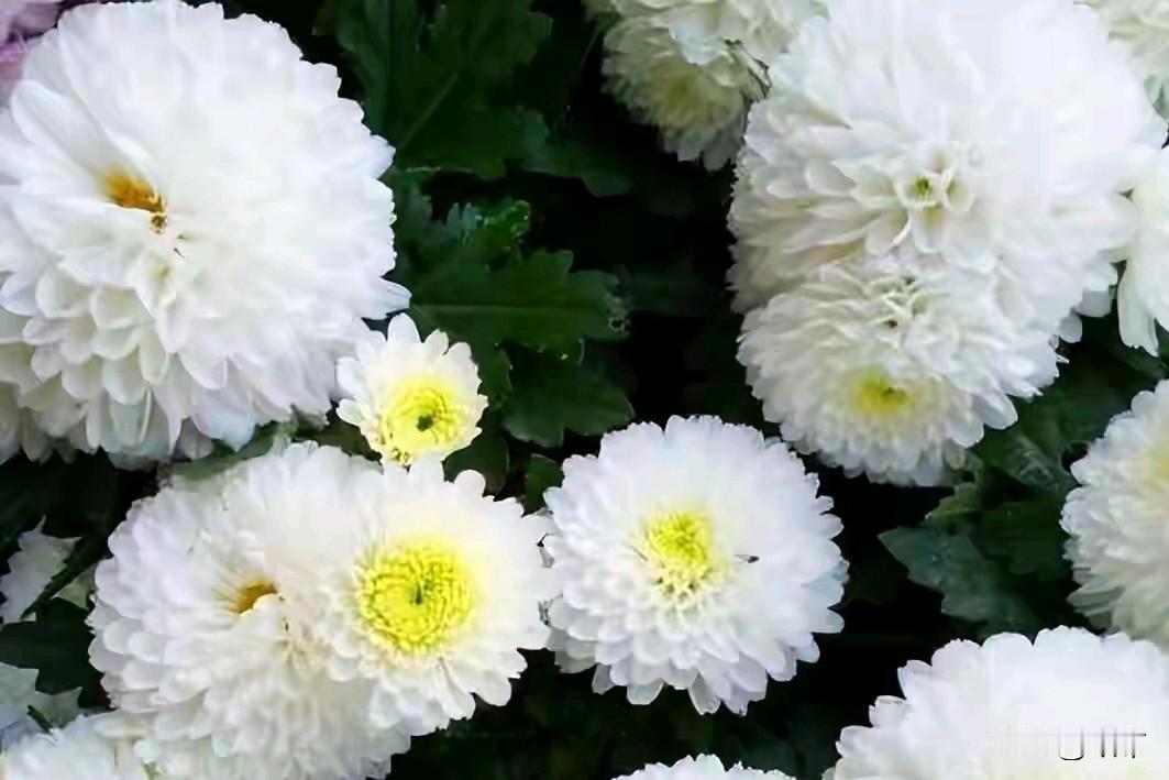 20日晚9点30分，我的邻居突然病逝，之前，并没有听说她有什么疾病。我是今天才