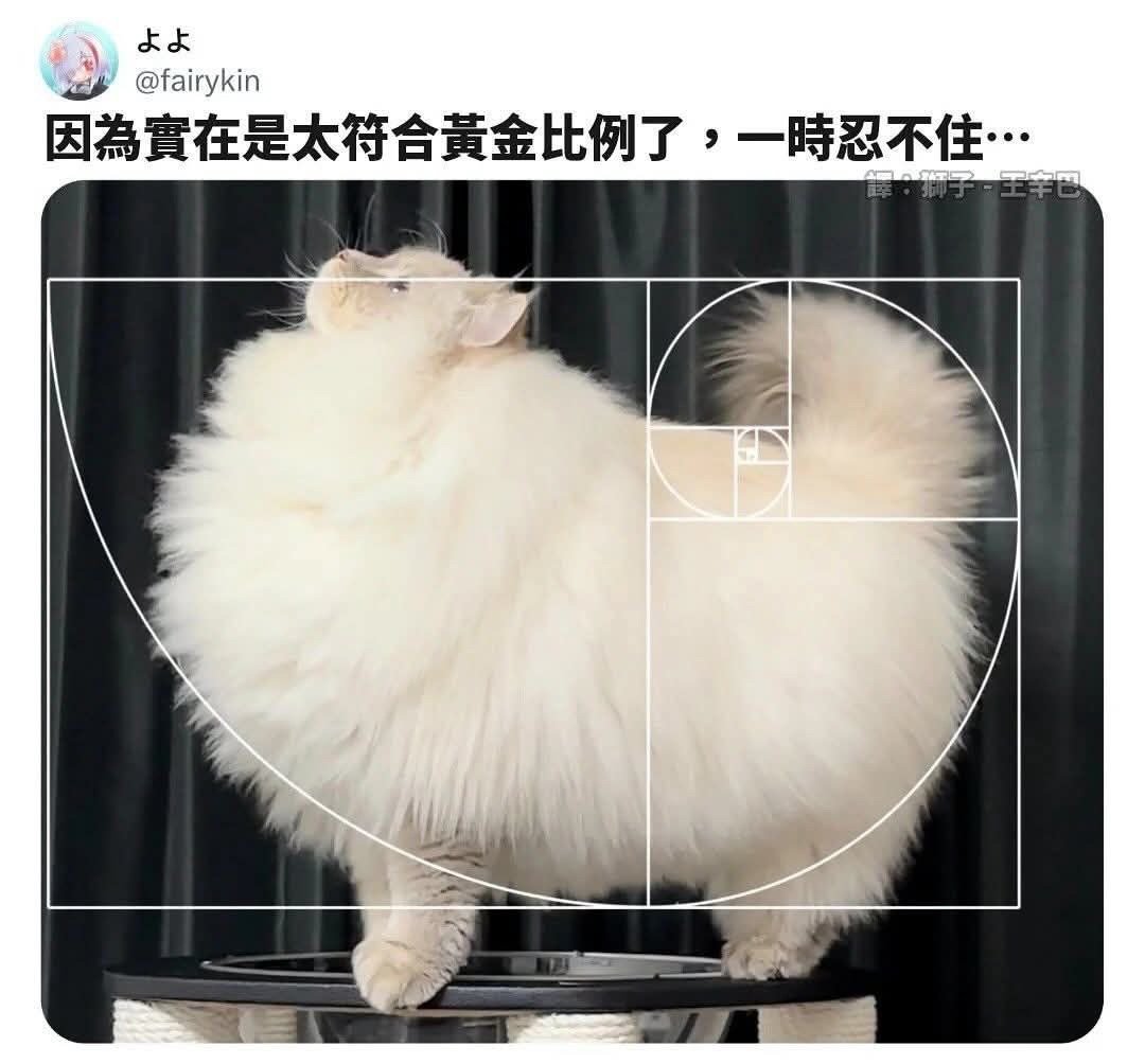 完美猫猫​​​