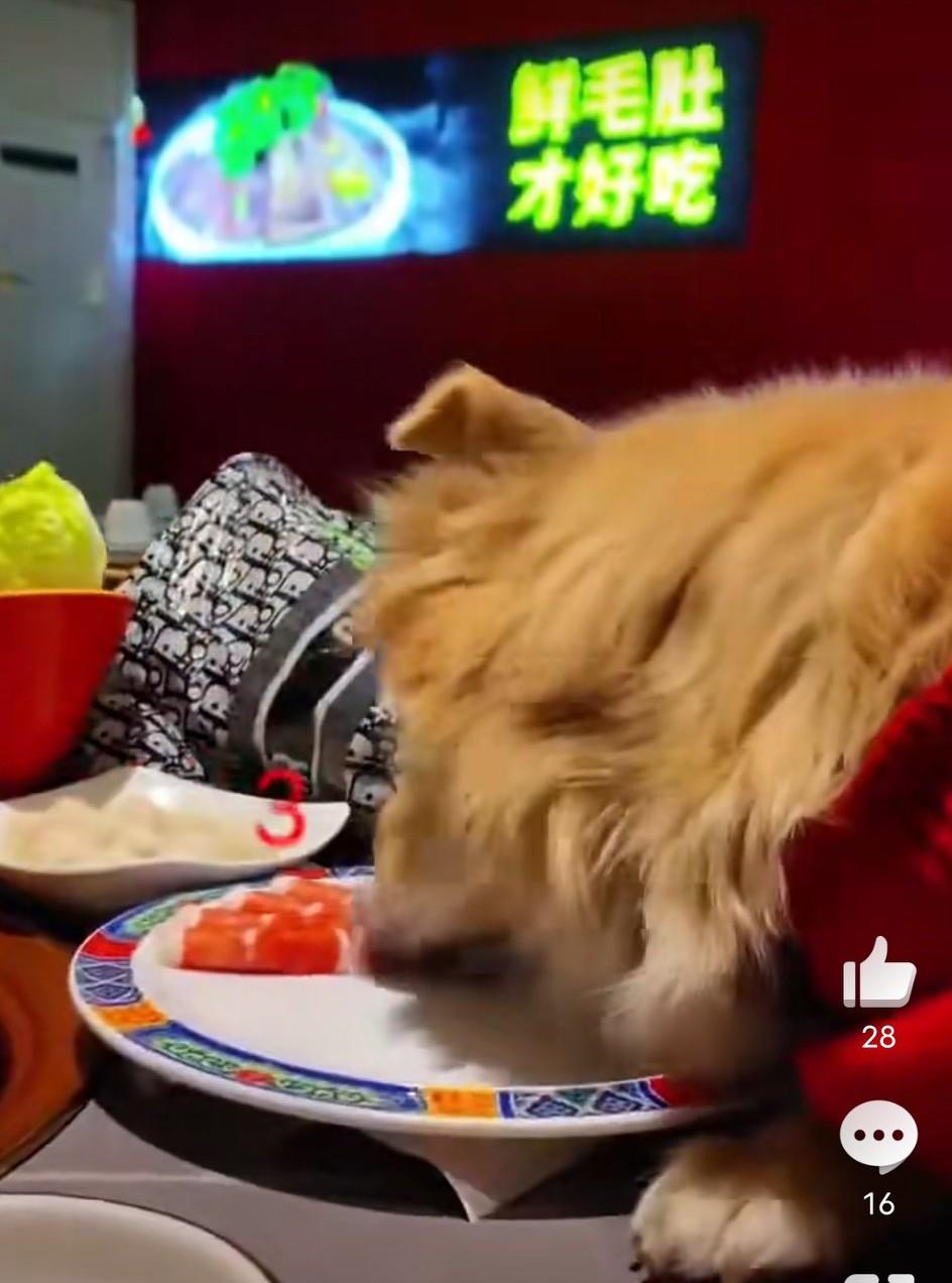 12月18日，北京。一名女子带着宠物狗吃涮肉火锅，狗子上桌吃肉舔盘，主人不仅不制