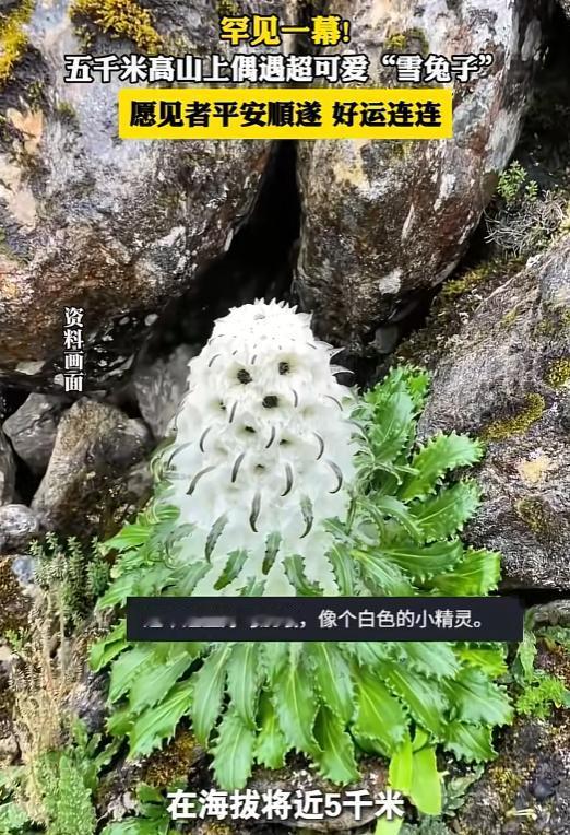 “大自然真的太神奇了！”西藏喜马拉雅山，男子爬到海拔5000米的地方，突然看到一