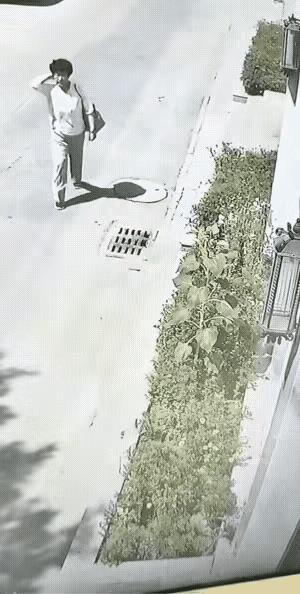 一位大妈行走在道路上，看到绿化带里种植的向日葵，毫不犹豫的走过去扯掉花盘扔到了路