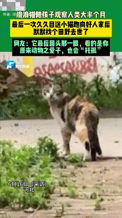 河北，一流浪猫陪孩子观察人类大半个月，最后一次目送小猫咪跑向好人家后，安心转身离