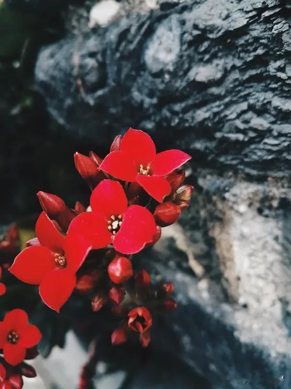 分享几种美丽的红色花朵！三角梅绝对是首选，它热烈盛放，四季常开，那通透明媚的红氛