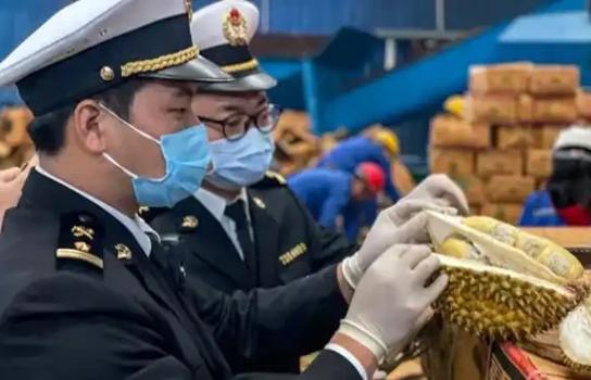 “赚中国人钱还毒害中国人？可谁能料到，泰国榴莲这事越挖越吓人，这泰国榴莲里竟藏着