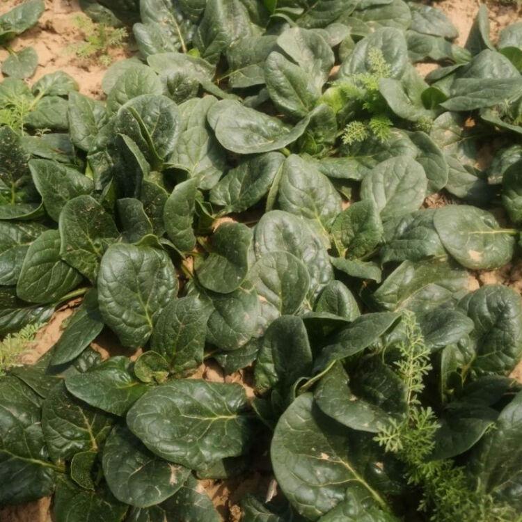 “吃起来甜滋滋的”！河南趴地菠菜直播间走红：商家两天涨粉7000多，不断有人求购