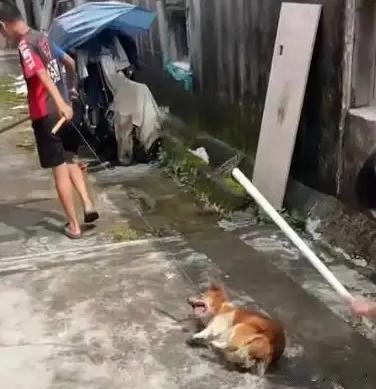 残忍！几名未成年孩子围殴流浪狗先用木棍抽打母狗，又用棍棒戳刺刚出生的幼犬，导致幼