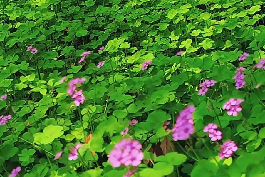 男人如果在一段感情里没有付出。那么分开的时候，他是不痛的。因为在这段感情