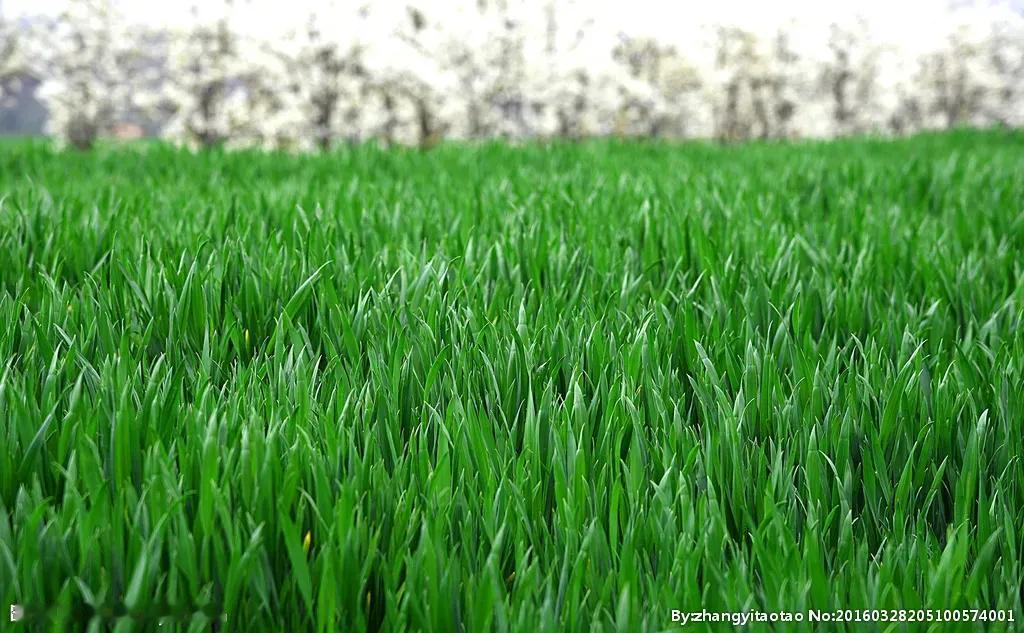 小麦防病毒药剂《小麦年后第一遍用药配方》（用药时间：2月15～3月15日）