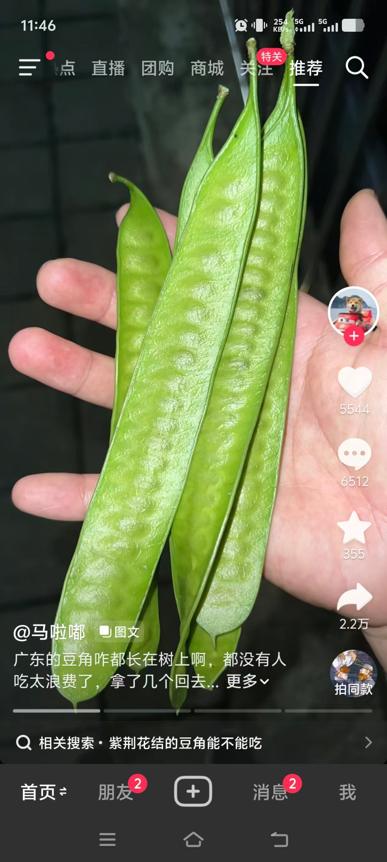 广东一男子吃完树上皂角中毒入院就是这个，你懂吗我很震惊会有人弄来吃，