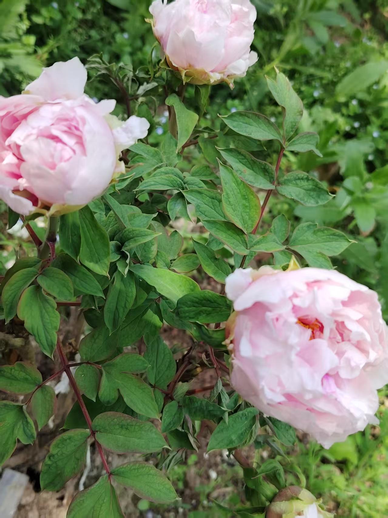 年初，我种的牡丹，开花了，花开富贵，好运降临
